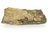 Hadrosaur (Edmontosaurus) Rib Section - Wyoming #378382-1